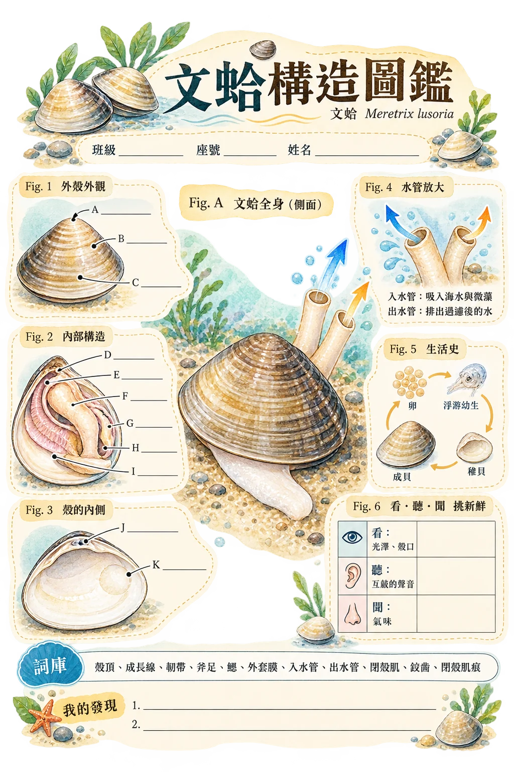 文蛤構造圖鑑